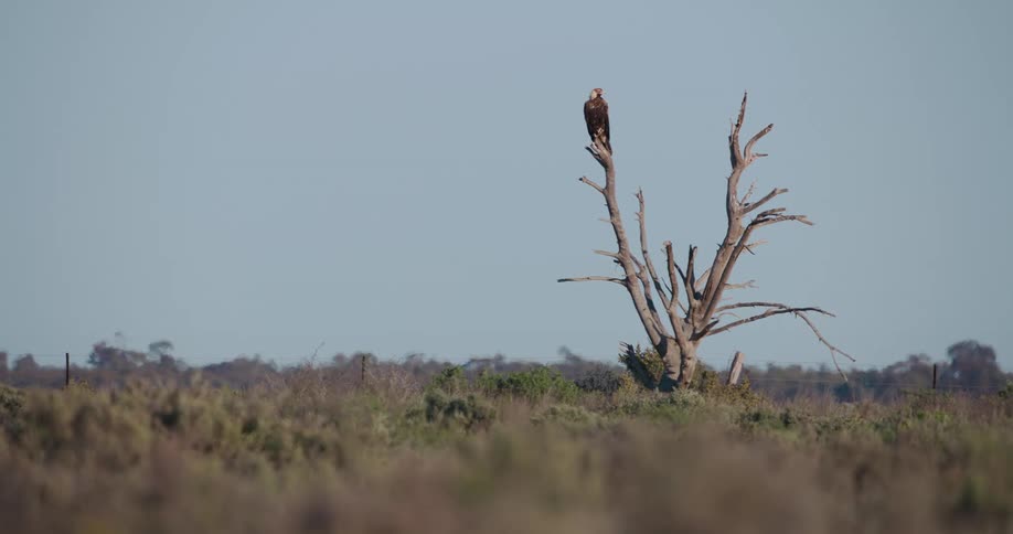 Wedge-tailed Eagle sits on top of the tallest branch on a dead tree in wide open space covered in thick vegetation