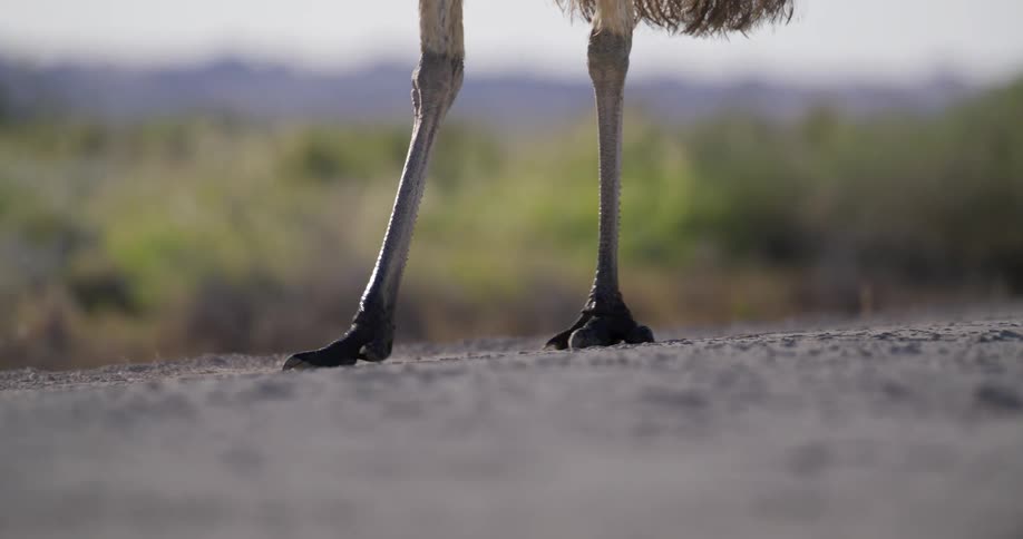 A bird slowly walking on a rock in nature