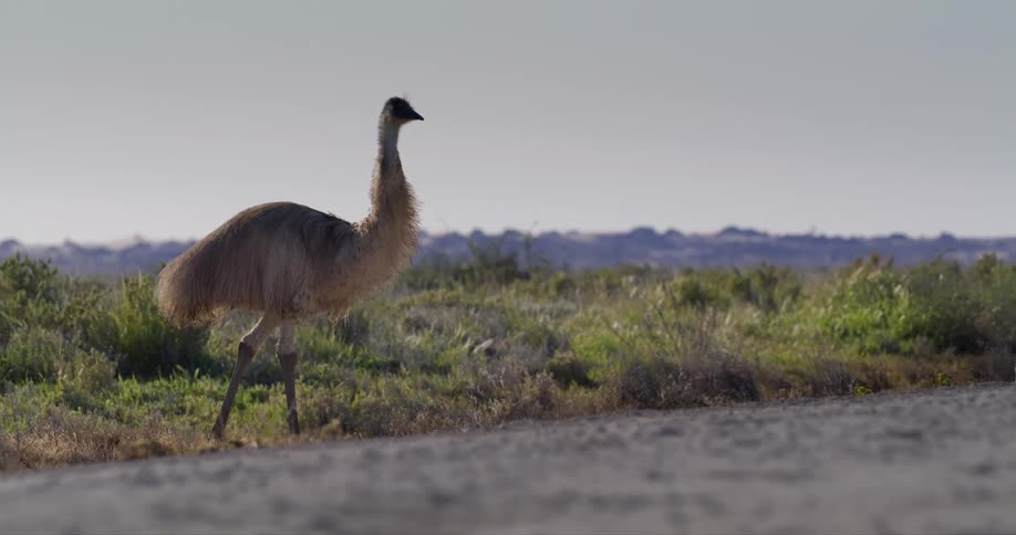 Emu stands still in the field calmly observing its surroundings with a watchful demeanor