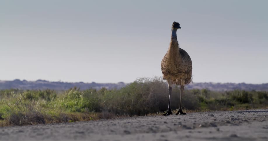 An emu walks in the field