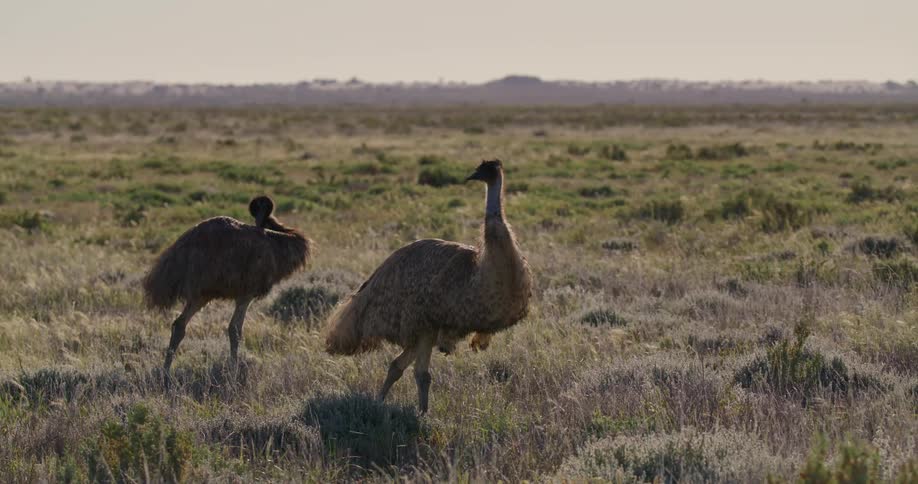 Two emus stand in a brown field their tall silhouettes blending with the earthy tones of the landscape