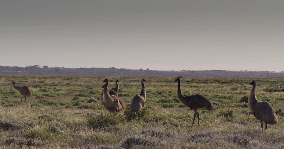 A group of emu birds stand on the field
