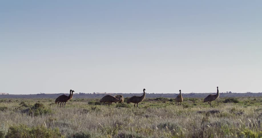 A group of emus standing and walking in the field