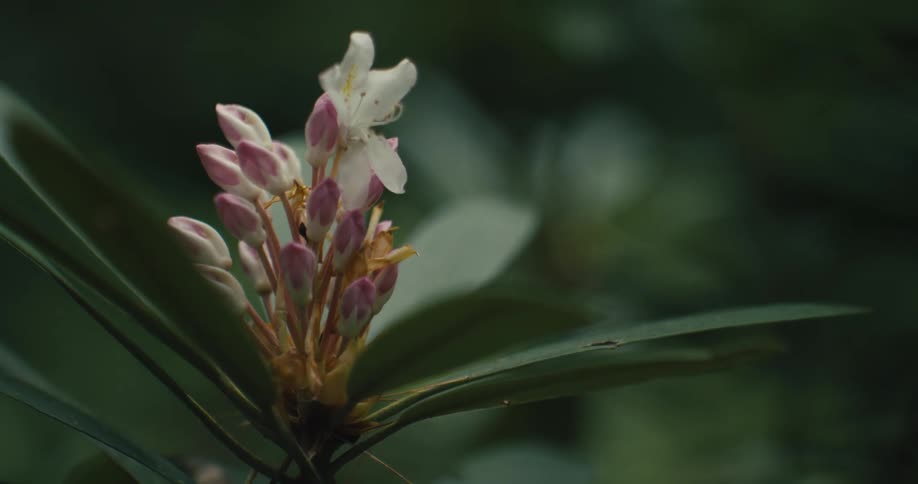A small cluster of white flowers has a few that are beginning to open