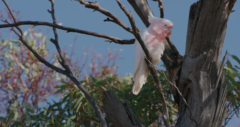 Bird with pink and white plumage on a branch in a tree