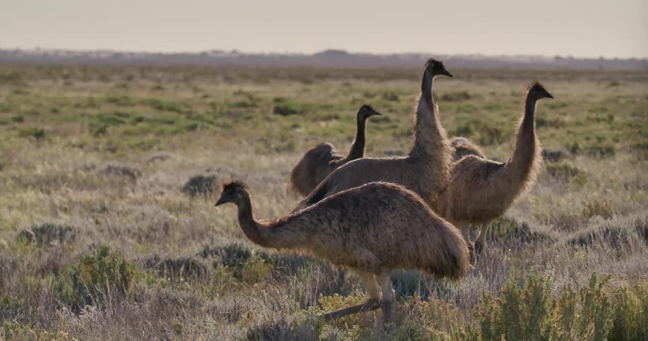 A group of emus in the field