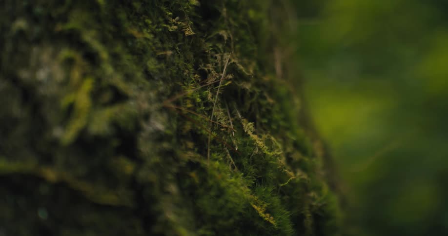 Close up of green moss growing on a tree in the forest