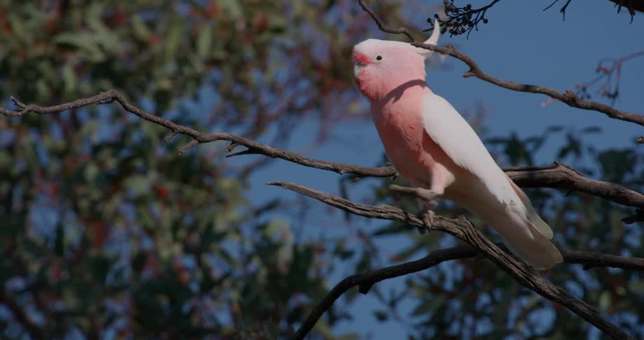 Bird with a pink head and white wings perched on a branch in a tree