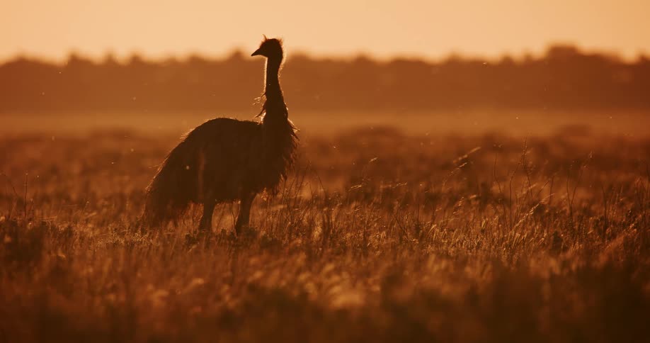 Silhouette of an emu standing on the grassland at sunset