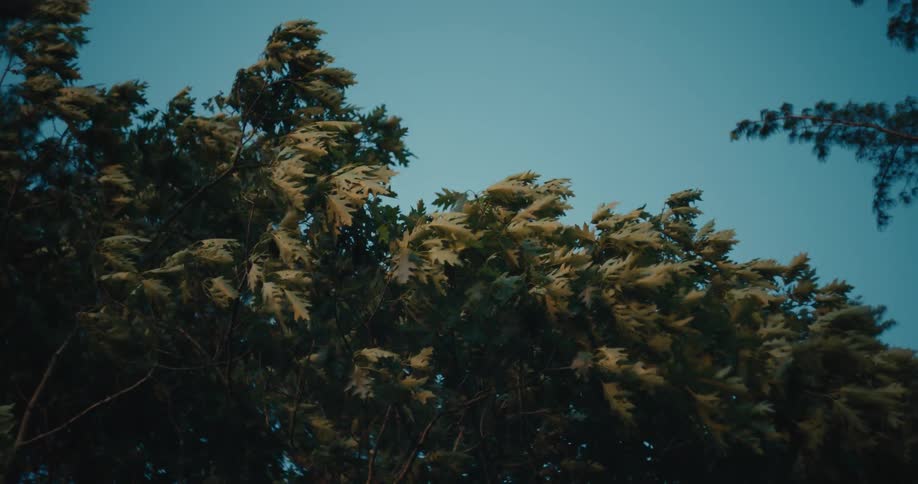 Tree leaves swaying against the wind