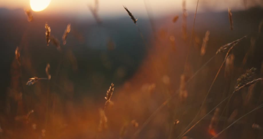 Brown grass waving in the wind at sunset