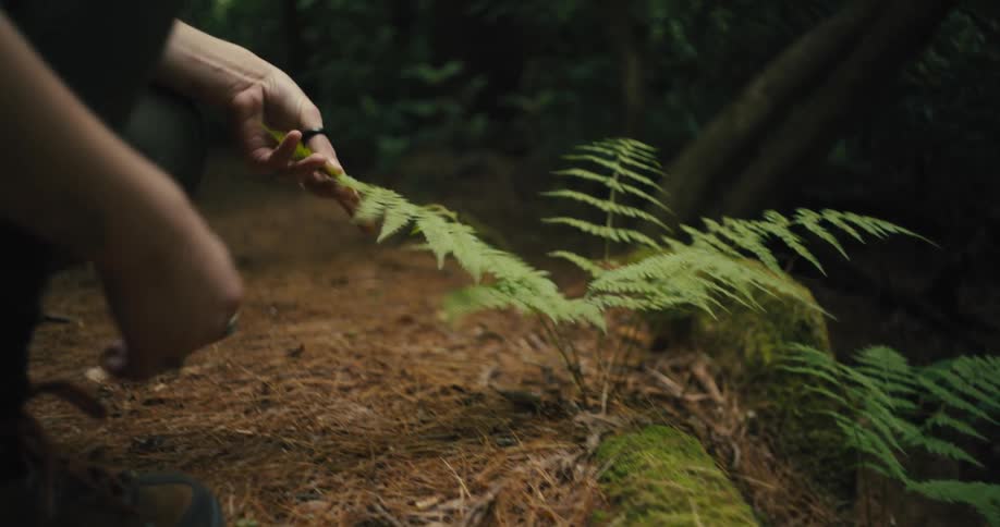 A teenage girl wearing a backpack as she hikes through the woods stops to touch the leaves of a fern