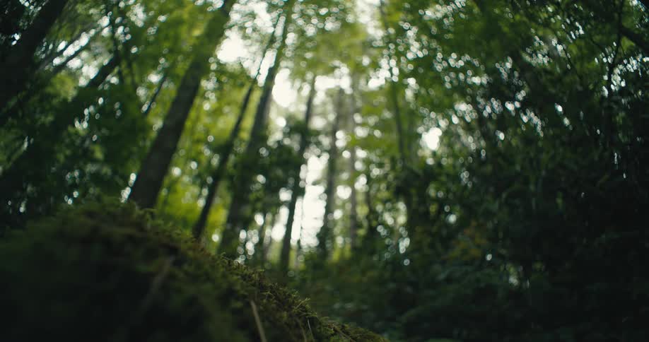 A female hiker leaping amid the vibrant green woods