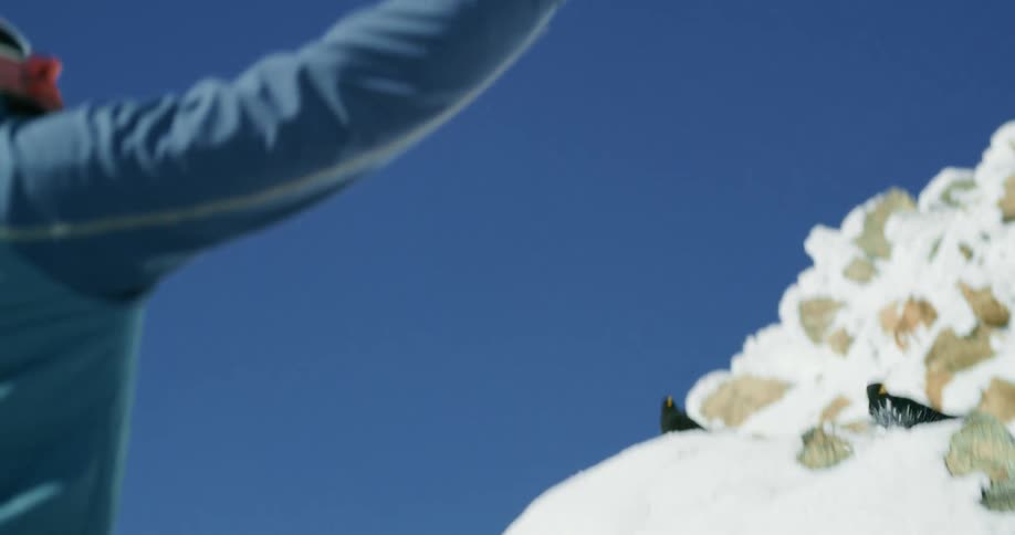 Man invites blackbirds to sit on the snowy mountain in front of him