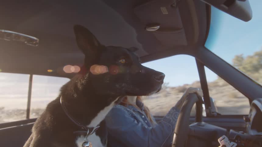 A person and a dog inside a car driving on the countryside