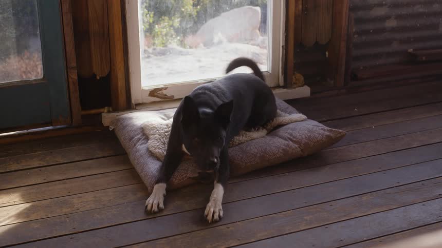 Blackfurred dog lying down on a pillow on the wooden floor and wagging its tail