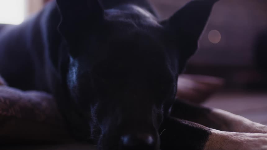 Close up of black dog lying on the ground