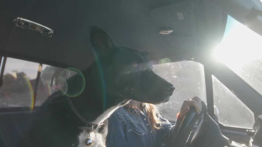 Lady driving at midday with a dog on the passenger seat