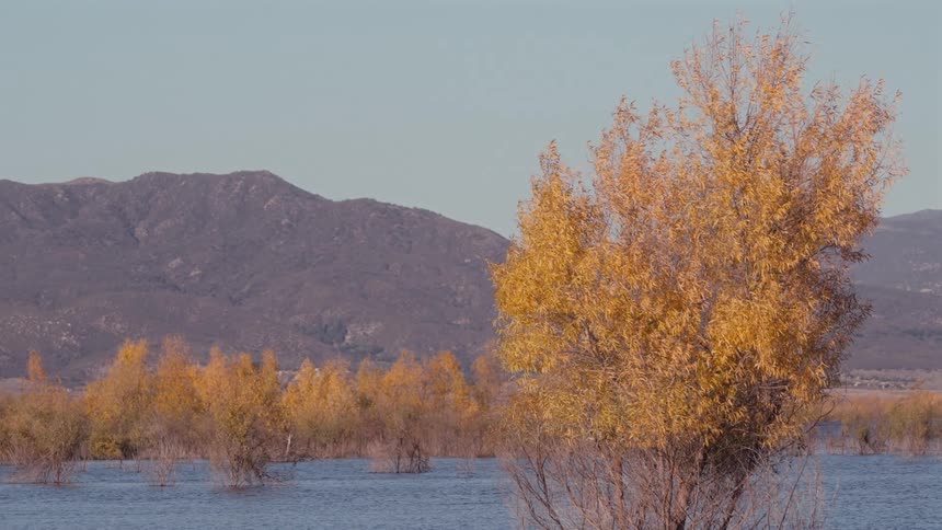 Wind gently blows yellow trees growing in a blue lake with a swift current and brown mountain slope in the backgroundduring the day