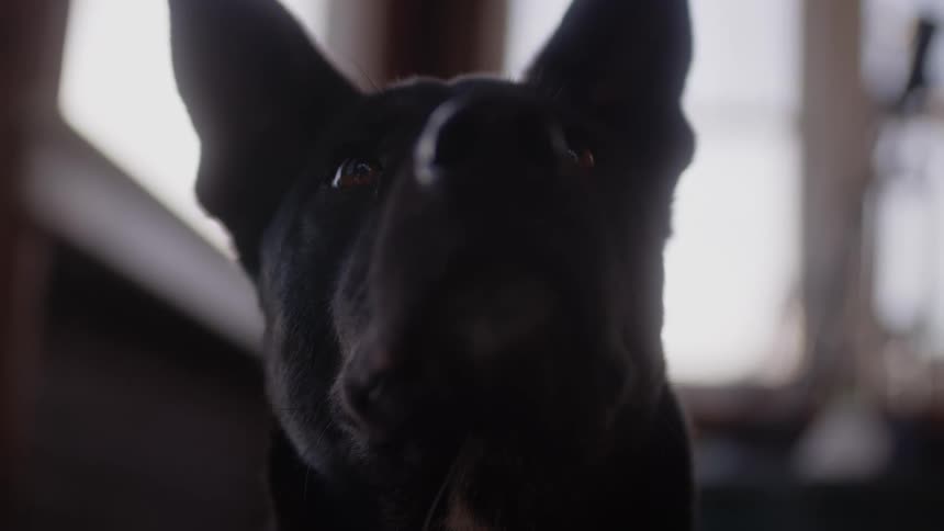 A black dog looks up