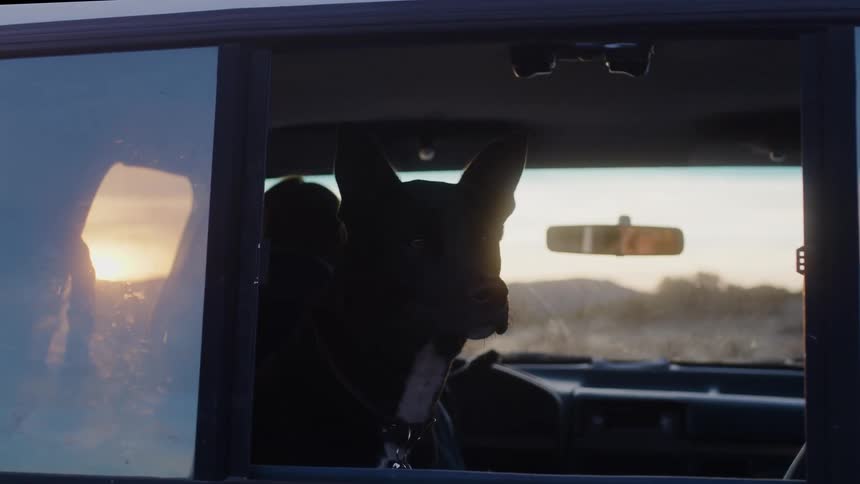 Blackfurred dogs inside a car