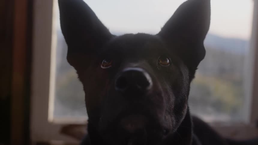 Close up of the head of a dog at home