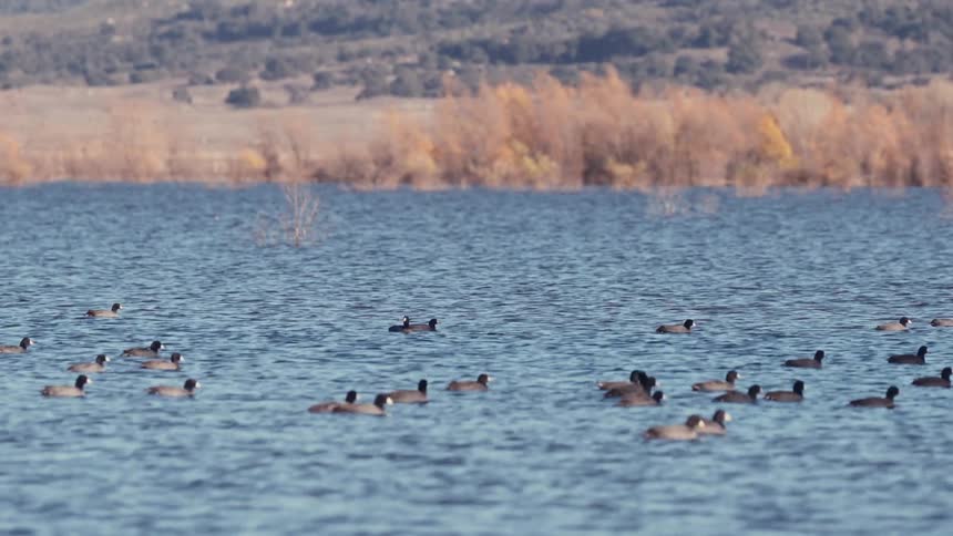 A team of ducks are floating in the river as it flows