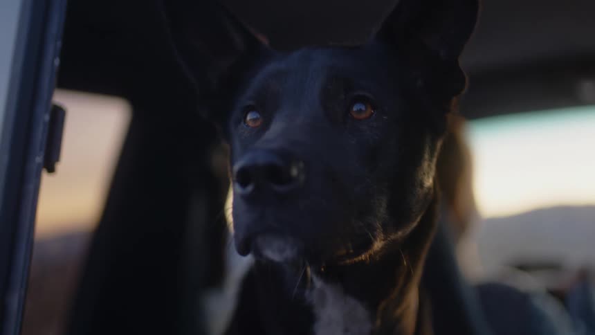 A dog is looking out the moving vehicles window