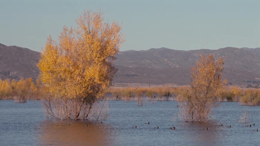 Mallard ducks swimming around trees in a lake on a fall day with mountains in the background
