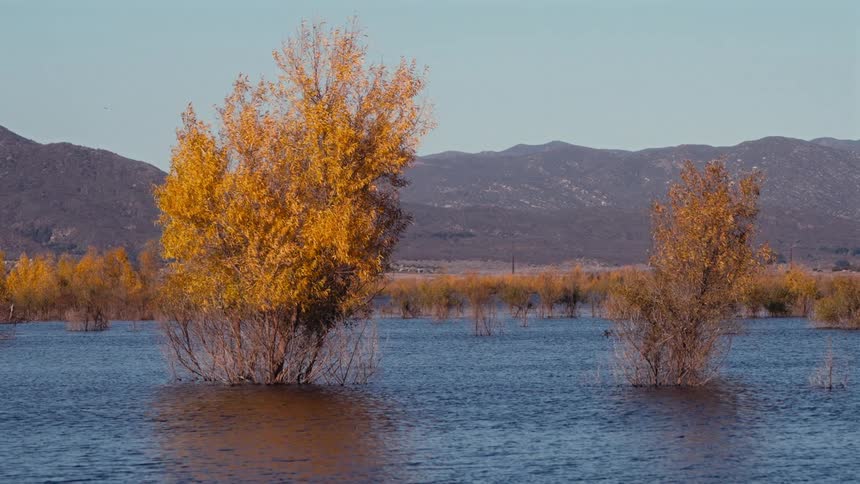 Trees are in the lake by the mountain