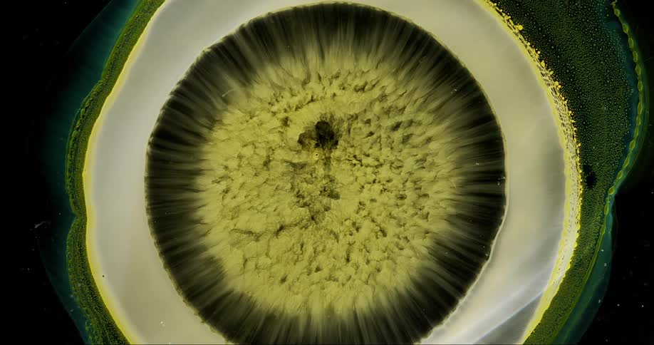 Abstract cloudy rings of white with with yellow and black expanding out from center resembling a microscopic timelapse of growing mushroomfungi spore