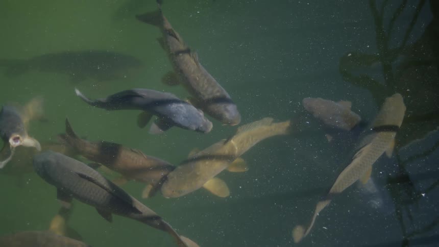 Fish swimming in a pond during the day