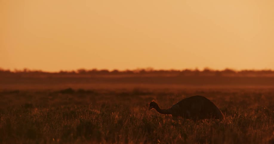 An emu is walking through the grass