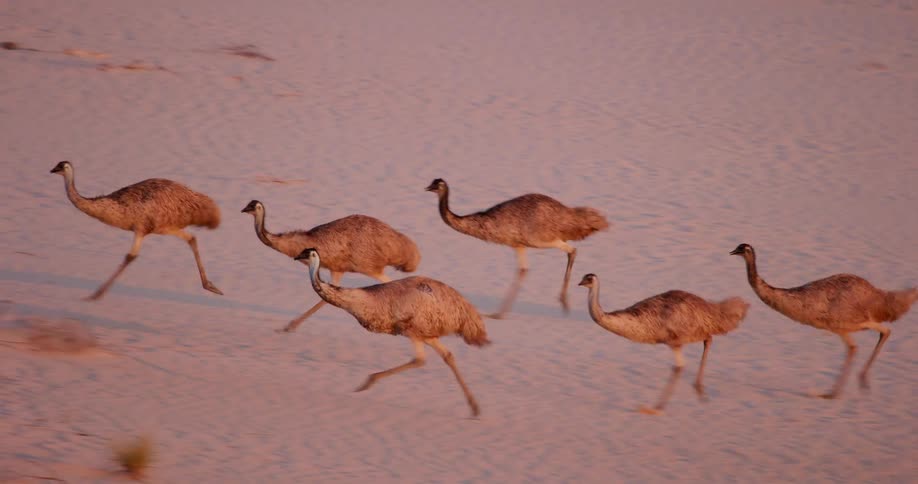 A group of emus running on a fine sandy ground