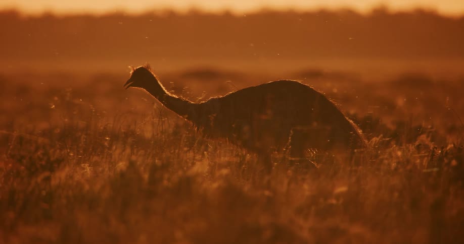 Emu walking in the field silhouetted against the sunset