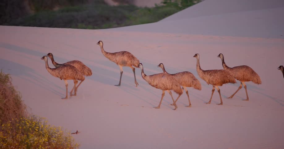 A flock of emus walking in the desert