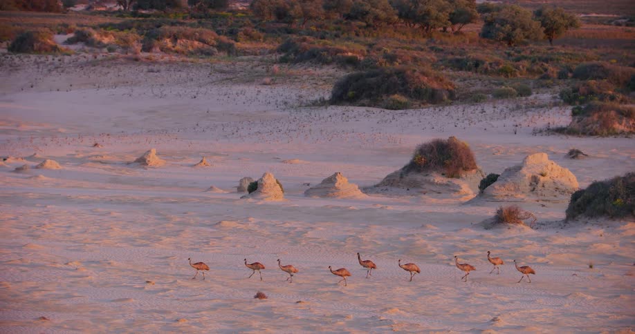 Emus are walking across the snow covered ground