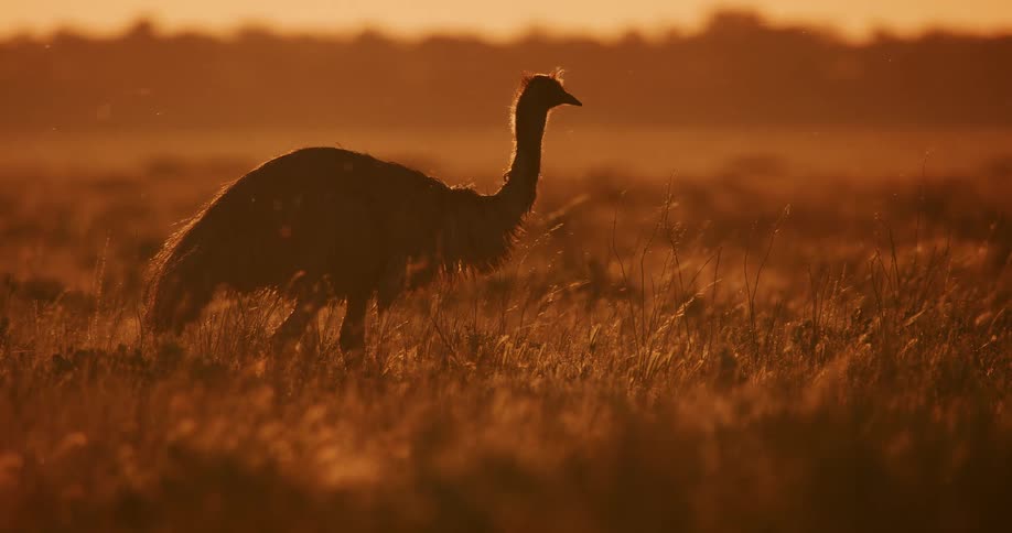 Australian Emu pecking into tall grass in a large field at sunrise