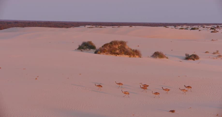 A group of emus are running across the snow covered ground