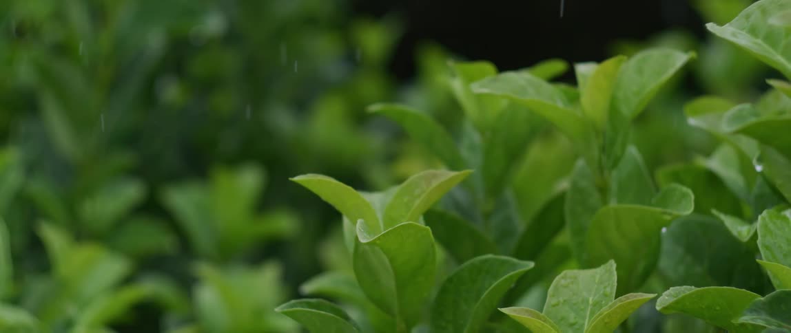 Light rain falls on green plants as they move in the breeze