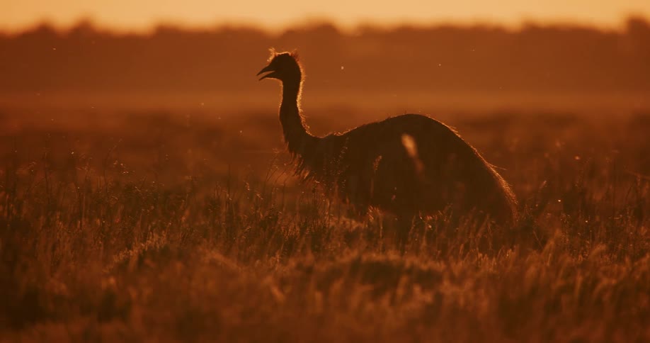 An emu is hunting for food on the ground and the environment is orange from the bright sun