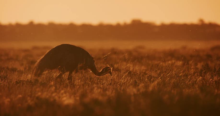 Emu hunches over to eat from the ground