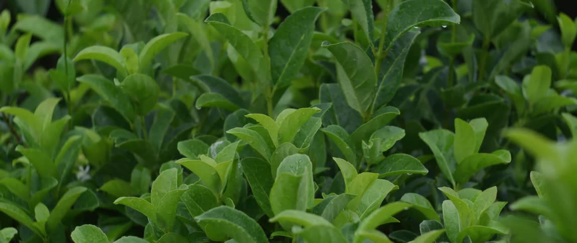 Closeup of green plants with rain falling in slow motion
