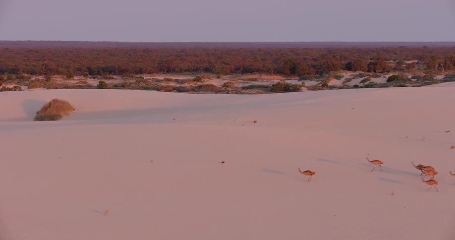 Aerial of a group of emus running in the desert