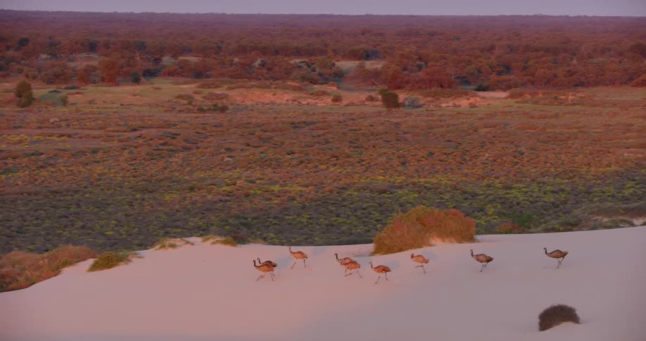 Emus are running across the snow covered ground