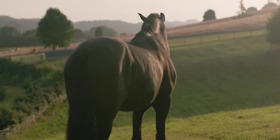 Chocolate brown horse stands on green grass in a pasture on a country hillside in the late afternoon