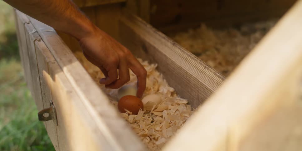 A person takes an egg from the hen house