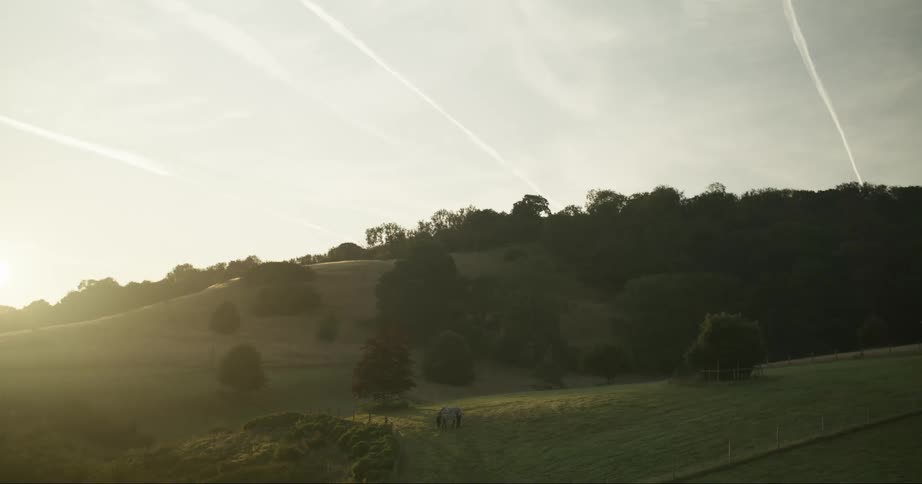 Horse grazing in a pasture on a rural country hillside with green grass and trees at sunset