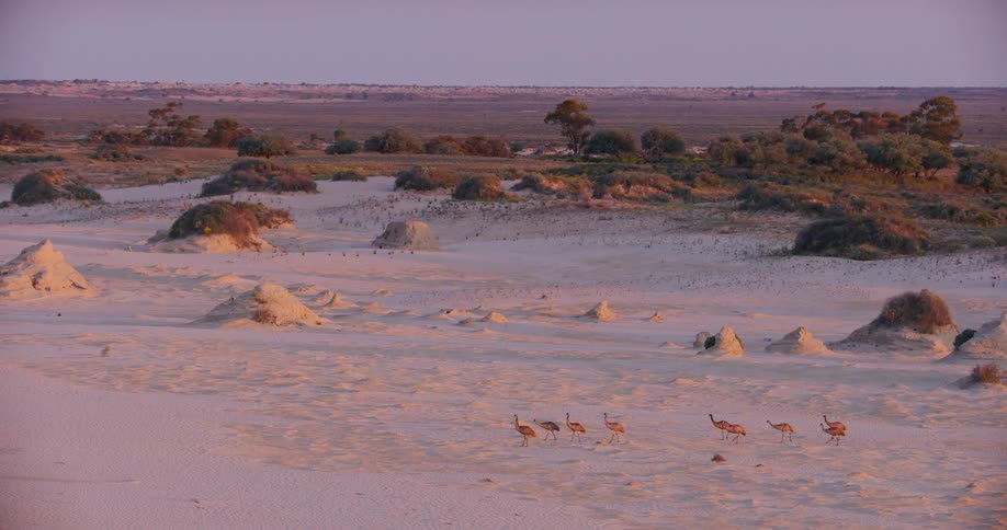 Emus walking in the midst of the desert