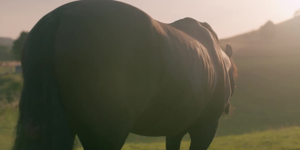 A horse is on its back and eating grass while the sun is shining on its fur